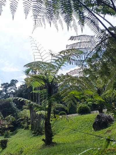 The image depicts an outdoor natural environment in the city of Bangalum Bridge, Papua New Guinea, under a bright, partly cloudy sky. The scene is dominated by vibrant green foliage, primarily large fern fronds, many appearing to be from tree ferns. In the foreground and midground, a manicured grassy slope extends from left to right. Several tree ferns with dark, slender trunks and expansive green fronds are visible, with one prominent tree fern centered in the mid-left. Dense tropical vegetation and trees form a backdrop in the midground and background. A large, dark, irregularly shaped rock is situated on the grassy slope in the mid-right. A light-colored, linear structure, possibly a low wall or pathway, is partially visible in the far mid-background on the right side. No individuals, animals, or active interactions are present within the frame. The environment is illuminated by natural daylight.