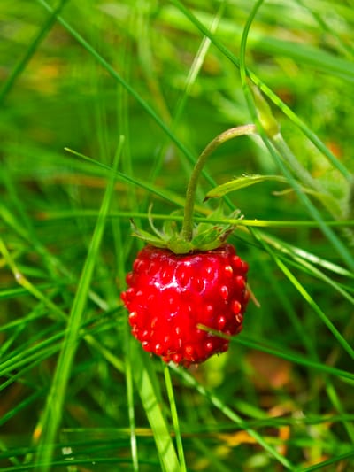 A close-up, vertical shot showcases a single, ripe wild strawberry nestled amidst lush green grass. The strawberry is a vibrant red, its surface dotted with tiny seeds, and it is attached to a slender, light brown stem. The grass is a dominant element in the image, with many blades of varying thickness and shades of green creating a soft, blurred background. Sunlight filters through the grass, casting subtle highlights and shadows, suggesting a bright, possibly sunny day. The overall impression is one of nature's simple beauty, with the strawberry as the focal point against the verdant backdrop. The image appears to be taken in a natural outdoor setting, likely a meadow or forest floor in Заклинье, Russia, given the context. There is no visible text in the image.