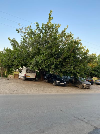 This image captures a bright, daytime scene along a street in Sidi Moussa, Algeria, featuring parked cars under a large, leafy tree. The sky is clear and blue, indicating fair weather, likely morning or afternoon given the ample sunlight.

In the foreground, a paved road stretches horizontally across the lower part of the frame, with a dusty, gravelly shoulder separating it from a row of parked vehicles. A very large, mature tree with dense green foliage dominates the left side of the image, providing significant shade.

Several cars are parked side-by-side on the gravel shoulder, nestled beneath and around the tree. From left to right:
- A white Peugeot van is parked under the thickest part of the tree. Its yellow license plate, "KA 8002 TV 79", is clearly visible on the rear.
- Next to the van, a black car is parked, displaying the license plate "51049016".
- Further down the row, another dark-colored car (possibly black or dark grey) is parked, its license plate reading "13508103".
- At the far end of the visible line of cars, a silver or light grey vehicle is parked, with its license plate showing "13501090". This car appears to have some front-end damage.
- Partially visible in the distant background, beyond the parked cars, are other vehicles and hints of structures or more trees.

Overhead, delicate power lines traverse the blue sky, running across the upper portion of the image. No people are visible, and the scene appears quiet, suggesting a typical roadside parking area.