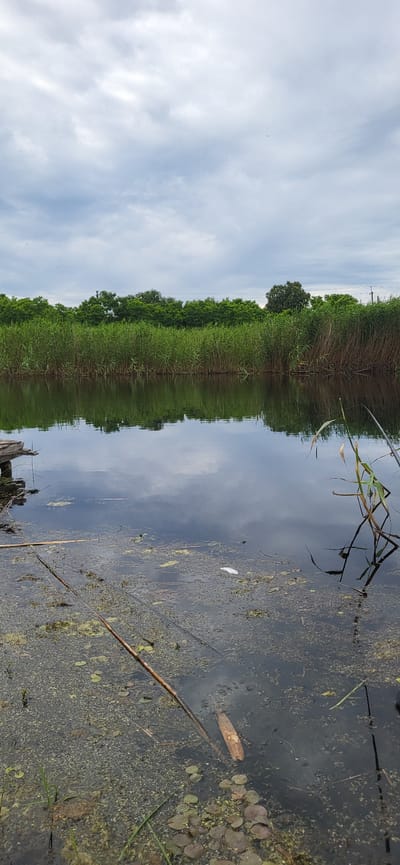 A vertical, medium shot shows a tranquil body of water reflecting a cloudy sky and a dense line of green reeds on the opposite bank. The water's surface is dark, with patches of green algae and several submerged branches and leaves scattered throughout. A wooden structure, possibly part of a dock, is visible on the left side of the frame, with a fishing rod extending into the water on the right. In the distance, the reeds give way to a line of trees, and the sky is filled with gray clouds, with a hint of blue in the upper portion. The overall impression is one of a quiet, natural setting, potentially a pond or a slow-moving river in the rural outskirts of Hetmanivka, Ukraine.