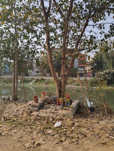 The image depicts an outdoor scene in Chak Thakurani, India, featuring a roadside shrine positioned at the base of a mature tree adjacent to a body of water. The central tree has multiple prominent trunks branching upwards, with a canopy of green and yellowish-green leaves under a clear, pale blue sky.
At the base of the tree, a makeshift shrine is constructed from concrete blocks and stones, forming a raised platform. Upon this platform, several colorful statuettes, primarily depicting Hindu deities, are arranged. These include at least five distinct figurines, with prominent red, blue, green, and gold coloration, some featuring ornate headdresses and specific iconography. Scattered around the figurines are various items, including what appears to be dried floral offerings and discarded debris.
To the left of the main tree, a smaller tree stands closer to the water's edge, against which a slender bamboo pole is leaned. A calm, greenish-brown body of water, possibly a canal or pond, occupies the middle ground, reflecting the sky and distant structures.
Across the water, on the opposite bank, a dirt path or road is visible, beyond which residential buildings with varied architecture and colored roofs (red, brown, light blue) are present. Dense vegetation and additional trees line the far bank.
In the foreground, the ground is composed of dry earth covered with a substantial layer of fallen brown leaves. A crumpled white plastic bag and other small pieces of litter are visible on the ground near the shrine. To the right of the shrine, a simple wooden ladder-like structure leans towards the water. No individuals are present in the frame.