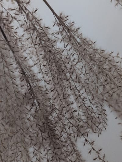 A close-up, low-angle shot of dried pampas grass stalks and feathery plumes against a plain, overcast sky. The image is dominated by the muted brown and beige tones of the grass, which hangs in a diagonal sweep across the frame. The individual blades and seed heads are detailed, with fine filaments creating a soft, diffused texture. The background is a uniform, pale grey, suggesting an outdoor environment. There are no people, animals, or man-made structures visible in the image. The scene is located in Słupsk, Poland.