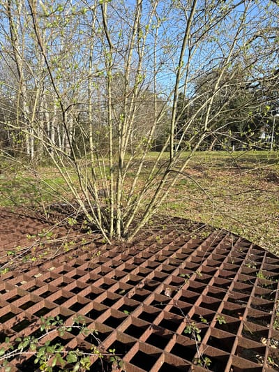 The scene is situated in Mealhada, Portugal. A large, heavily rusted metal grate, exhibiting a square grid pattern with approximately 10-15 cm per side apertures and a reddish-brown patina, dominates the foreground. Minor green vegetation and detritus are present within the grate's openings. From the midground, a multi-stemmed deciduous bush with numerous slender, light brown branches and nascent light green leaf buds emerges, appearing to grow through or from the immediate vicinity of the grate. The surrounding ground cover consists of dry grass, fallen leaves, and exposed soil patches. A wooded area of deciduous trees, exhibiting sparse to nascent foliage, forms the immediate background, beyond which lies an open grassy field. Indistinct structures are faintly visible on the horizon under a clear blue sky. No human subjects or direct interactions are depicted. Illumination indicates a clear, sunny sky.