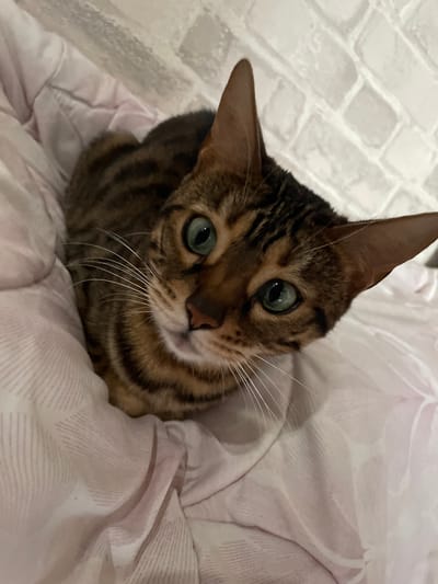 This is a close-up, high-angle, indoor photograph of a Bengal cat resting on a pink blanket. The cat is facing the camera with its head tilted slightly upwards. It has distinctive spotted brown and black fur, large, round green eyes, and prominent white whiskers. The background consists of a white brick-patterned wall. The scene is likely set in a domestic environment within the city of Kamyshlov, Russia.