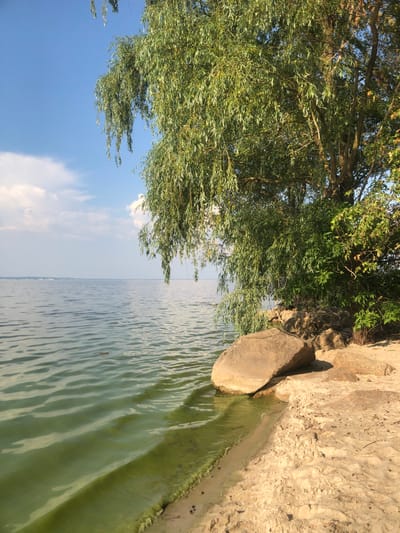 The image shows a natural landscape on the shore of a body of water, likely a river or lake, in the village of Nahirne, Ukraine. A large willow tree with long, drooping branches dominates the right side of the frame, its leaves a vibrant green. Its trunk is thick and textured, suggesting age. Beneath the tree, large, weathered rocks are scattered on a sandy beach. The water is calm with gentle ripples, and its color is a muted green, suggesting the presence of algae or sediment. The sky above is a clear blue with a few wispy white clouds. The lighting indicates it is daytime, likely late afternoon due to the warm tones on the sand and rocks. There are no people or man-made structures visible in the image, focusing entirely on the natural elements of the scene.