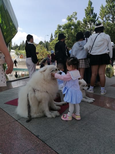 The image depicts a sunny outdoor scene in Da Lat, Vietnam, likely within a park or public square. A large, fluffy white Samoyed dog is the central focus, sitting on a red mat. The dog is wearing round, gold-rimmed sunglasses. A young child, dressed in a blue and white striped dress and pink shoes, is interacting with the dog, also wearing sunglasses. The child appears to be placing or adjusting the sunglasses on the dog's face.
Behind the child and the dog, several other people are visible, mostly facing away from the camera. One woman in a black top and white pants stands to the left. Further back, a group of individuals in casual wear, including hoodies and skirts, are gathered. The environment includes a paved area with a patterned ground, a body of water to the left with a walkway, and lush green trees and pine trees in the background, characteristic of Da Lat's landscape. The sky is bright blue with a few white clouds.