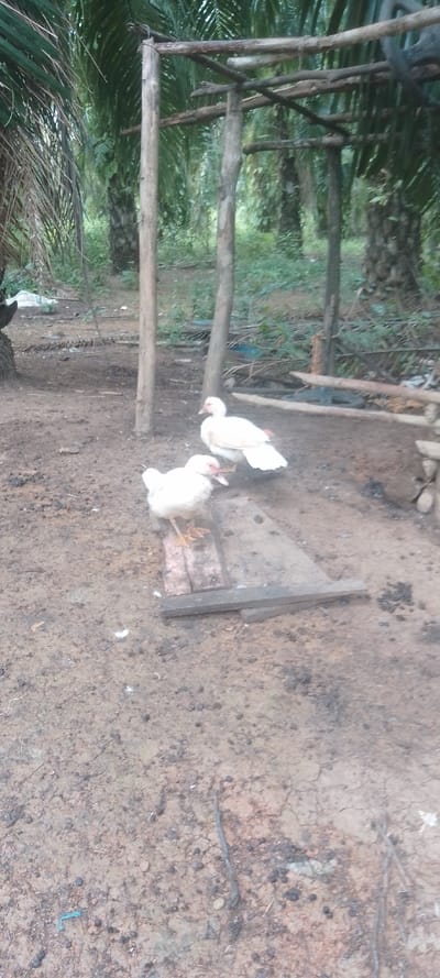 Two white Muscovy ducks stand in a dirt clearing. The one in the foreground is perched on a wooden plank. A rudimentary wooden structure with upright posts and horizontal supports is visible in the background, surrounded by lush green foliage and palm trees. The ground is mostly bare dirt, with scattered twigs and small debris. The scene is rural and appears to be a backyard or farm setting.