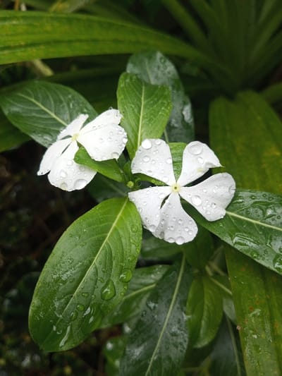Two white flowers with four and five petals respectively are adorned with numerous water droplets, resting atop vibrant green leaves also speckled with water. The scene is lush with foliage, creating a fresh and verdant composition. The leaves exhibit prominent veining and a glossy texture, complementing the delicate texture of the flowers.
