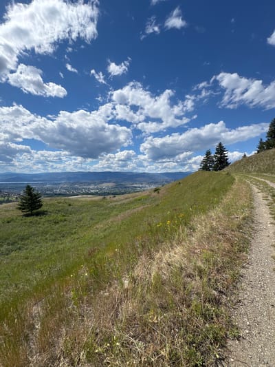 This is a vertical, full-shot, outdoor photograph taken on a sunny day in East Central Okanagan Electoral Area, Canada. The image depicts a scenic view from a hillside overlooking a valley with a city, body of water, and mountains in the distance. A dirt path curves along the right side of the frame, ascending the grassy hill. The hillside is covered in dry, yellow-brown grass with scattered patches of green and small yellow wildflowers. Two evergreen trees are visible on the crest of the hill to the right, with more trees further in the distance. The sky is a vibrant blue with scattered white, puffy cumulus clouds. The city in the valley appears spread out with buildings and infrastructure. A single evergreen tree stands alone in the mid-ground on the left side of the frame.