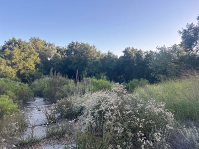 This outdoor image captures a serene natural landscape in Oak Park, USA, featuring a clear sky, dense foliage, and an overgrown path.
The scene is dominated by a bright, clear blue sky occupying the upper portion of the frame, suggesting fair weather. Below the sky, a continuous line of lush, dark green trees, likely oaks, stretches across the horizon, forming a dense backdrop for the rest of the vegetation. The sun, possibly in the early morning or late afternoon, casts soft, natural light, highlighting the tops of some trees and the foreground plants.
In the midground and foreground, various shrubs and plants thrive. On the left, dark green, bushy shrubs flank what appears to be an old, cracked asphalt or concrete path, partially obscured by encroaching vegetation. This path meanders into the distance, hinting at a past human presence now being reclaimed by nature. On the right side of the path, a large, prominent bush covered in numerous small white or very light pink flowers adds a touch of brightness to the scene. Further back on the right, taller, reedy grasses and other yellowish-green flowering plants contribute to the wild and uncultivated feel.
There are no people or animals visible, and no specific activity or event is taking place, lending the image a sense of peaceful stillness and solitude. No visible text is present in the scene. The overall impression is one of nature flourishing, with a hint of human history fading into the landscape.