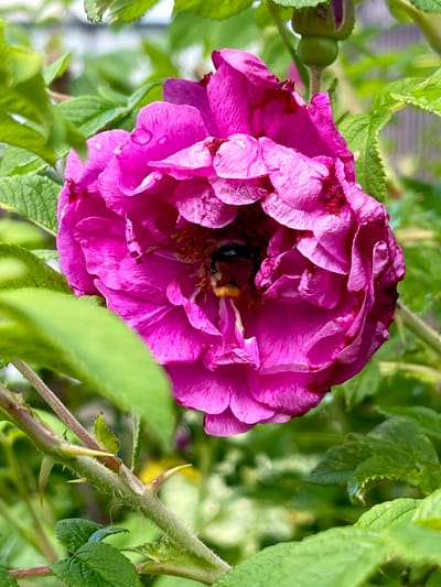 A bee is partially visible within the center of a vibrant fuchsia-pink rose. The rose has numerous delicate, ruffled petals and shows signs of recent watering, with water droplets clinging to its surface. The flower is surrounded by lush green foliage. The stem of the rose is thorny and appears to be a woody shrub. The background is softly blurred, suggesting an outdoor environment, possibly a garden. The image is a close-up shot, focusing on the interaction between the bee and the flower.