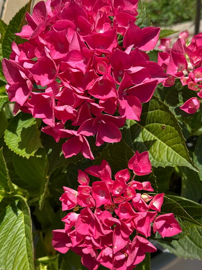 This image shows a close-up of bright pink hydrangeas with vibrant green leaves. The flowers are densely packed, with many individual florets forming a rounded cluster. Some of the petals are slightly curled and show variations in shading due to sunlight. The leaves are broad, textured, and have serrated edges. The background is softly blurred, suggesting an outdoor setting with dappled sunlight. There are no people or animals visible in the image. The scene depicts a plant likely growing in a garden or a potted plant on a balcony. The location in the city of Izobilnyy, Russia, cannot be determined from the visual information in the image alone.