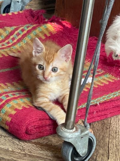 This media file features an orange tabby kitten with light blue-green eyes. The kitten is lying on a red rug with a patterned design of yellow and teal stripes. The rug is placed on a wooden surface. A metal pole runs horizontally across the image, partially obscuring the kitten. To the right of the pole, a gray caster wheel is visible, attached to some sort of equipment. In the background, a small portion of white fluffy material is visible, possibly another animal or a toy. The lighting suggests it is daytime, indoors. The scene appears to be a casual, domestic setting. The kitten's pose and expression suggest curiosity or playfulness. There is no visible text in the image.