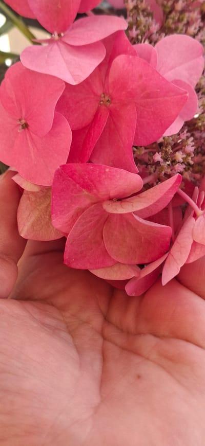 In Orimattila, Finland, a close-up, overhead shot shows a person's open palm cradling a cluster of bright pink hydrangea flowers. The flowers, with their delicate, layered petals, fill the upper portion of the frame, creating a soft, vibrant contrast against the skin of the hand. The hand's lines and textures are clearly visible, indicating it belongs to an adult. The lighting suggests an outdoor setting, possibly during daytime, with the focus sharp on the flowers and the hand.