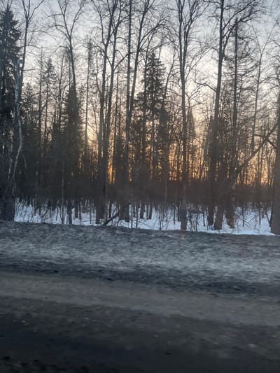 The image captures a winter landscape in Selychka, Russia. The foreground, occupying the bottom third of the frame, consists of a dark, uneven surface, likely a road or shoulder, covered in compacted dark gray and blackish slush, ice, and dirt. Immediately beyond this, the ground is covered in white snow, extending into a dense wooded area. The midground and background feature a forest composed primarily of bare deciduous trees with dark, slender trunks and branches, interspersed with several dark green coniferous trees. The trees are silhouetted against a twilight sky, which transitions from a pale gray-blue at the top to a warm orange-yellow glow visible through the lower branches, suggesting either sunset or sunrise. No people, animals, or specific actions are visible in the scene.