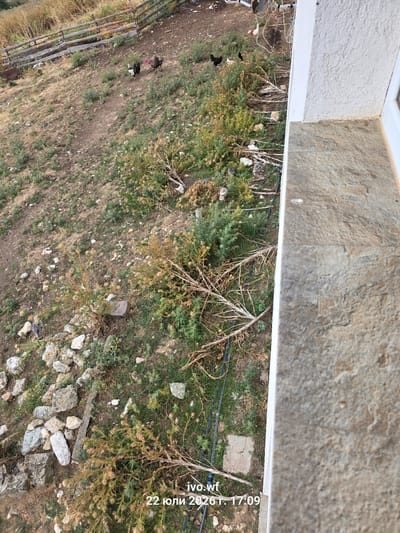 The image depicts an outdoor scene on a sloped terrain covered with sparse vegetation and rocky patches. Several chickens and at least one turkey are visible scattered across the ground. A wooden fence runs along the top portion of the image, and a white-textured wall occupies the right side, suggesting the proximity of a building. The ground is a mix of dirt, grass, and dry plant matter. Some electrical wires are also present, running across the terrain. The timestamp in the lower right corner indicates "22 юли 2026 г. 17:09", suggesting the image was taken on July 22, 2026, at 5:09 PM. The location is identified as Chal, Bulgaria.