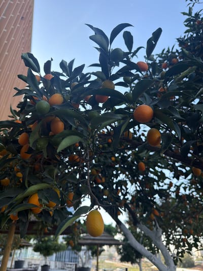 The image presents a detailed view of a kumquat tree (Fortunella), heavily laden with numerous small, oval-shaped fruits. The fruits display varying stages of ripeness, with many appearing bright orange and fully mature, while others are still green. The tree's branches are densely covered with dark green, ovate leaves. Sunlight illuminates the scene from above, casting subtle shadows and highlighting the texture of the leaves and fruits against a clear, light blue sky.

In the upper left portion of the frame, a segment of a tall, modern building with a light brown or reddish-brown facade and vertical architectural elements is visible. In the mid-ground and background, further vegetation is present, including another tree with a trunk partially painted white on the right. Below this, an outdoor area featuring multiple umbrella-shaded tables or gazebo-like structures with pointed roofs can be discerned. The setting is an urban or well-maintained park-like environment within the city of Kiryat Ono, Israel. No individuals or active interactions are depicted.
