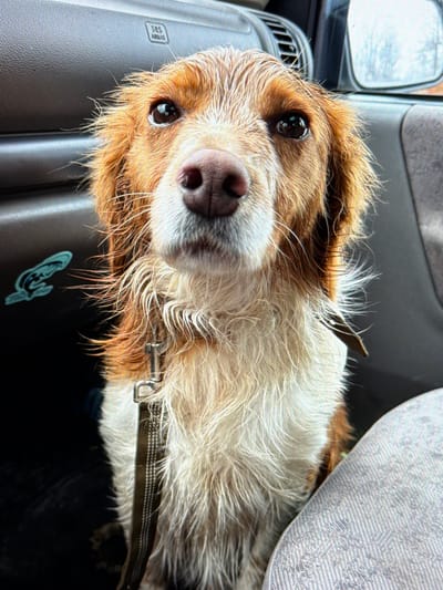 A medium-sized dog with wet, scruffy fur, a mix of white and tan/brown, is captured in a close-up, eye-level portrait inside a car. The dog's fur appears matted from being wet. It wears a dark-colored collar with a metal D-ring. The dog looks directly into the camera with wide, alert, dark eyes that reflect light. Its nose is pinkish-brown.
The setting is the interior of a vehicle, possibly a car, with a grey fabric car seat visible on the right. To the left, a dark grey hard plastic interior panel with a ventilation grille and a side mirror reflection is visible. Faint text reading "SRS" and "AIRBAG" can be seen on this plastic panel. Below the dog's head, on the plastic panel, there is also a light blue sticker or decal. The lighting suggests it is daytime. The image captures the dog during travel, possibly after an activity that got it wet. This photo was taken in Rosen, Bulgaria.