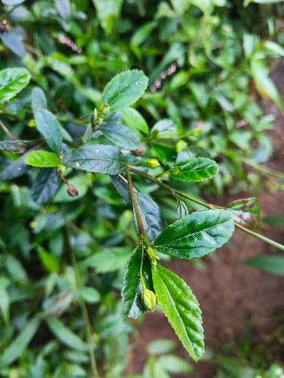The image displays a close-up, top-down perspective of a green plant, likely a shrub, featuring numerous oval-shaped leaves with serrated edges. The foliage exhibits varying shades of green, from dark to lighter hues, with some leaves appearing slightly glossy. Several small, yellowish-green flower buds are visible along the plant's thin, reddish-brown stems, indicating the plant is in an early stage of flowering. A prominent, unopened bud is located near the lower-right foreground. The background consists of heavily blurred green foliage and a small segment of reddish-brown soil. No individuals, animals, or manufactured objects are present within the frame. The specific location within Mengzi City, China, cannot be determined from the visual information provided.