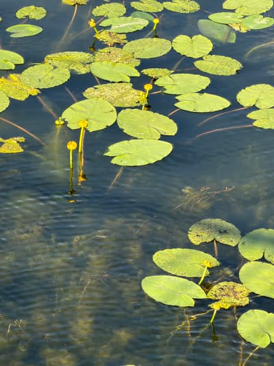 The image shows a body of water in Osipovo, Russia, filled with numerous lily pads and a few budding yellow water lilies. The water is dark and somewhat murky, with visible ripples indicating a gentle current. Submerged vegetation and debris can be seen beneath the surface. The lily pads are various shades of green and are scattered across the water's surface. Some pads have a slightly ragged or damaged appearance. The yellow lily buds are upright, with one particularly prominent bud in the center of the frame. The scene appears to be a natural aquatic environment, likely a pond or slow-moving river section. There are no people or animals visible in the image.
