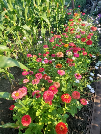 This image shows a flowerbed in a garden, likely in Konstantinovka, Moldova, with a cornfield in the background. The flowerbed is filled with a variety of colorful Zinnias in shades of pink, red, orange, and white. Several corn stalks are visible on the left side of the frame, with their large green leaves dominating the upper portion of the image. The ground is dark soil, with some dry leaves and patches of cracked earth visible. In the background, there are more flowers, including what appear to be petunias, and some wooden structures. The scene is bathed in sunlight, casting shadows and highlighting the vibrant colors of the flowers. There are no people or animals visible in the image. The overall impression is of a lush, well-tended garden during daytime.