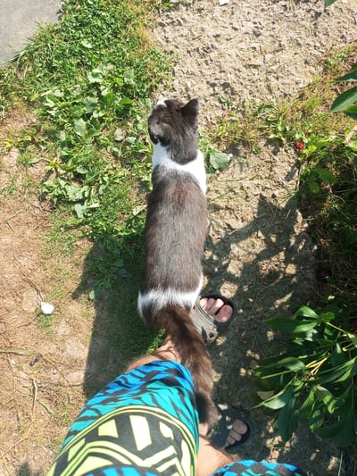 A high-angle shot shows a black and white cat standing on a path next to a person's legs. The cat is facing away from the camera, its body mostly visible, with a white chest and paws. The person's legs are wearing colorful shorts with a geometric pattern in blue, green, and yellow. One of the person's feet is in a sandal, positioned near the cat's tail. The ground is a mix of dirt, gravel, and patches of grass. To the left of the cat, there is more dense green grass. To the right, there are large green leaves and shadows cast by foliage. The scene appears to be outdoors on a sunny day. There is no specific indication of the city of Хальчанскі сельскі Савет, Belarus, in the image itself, but it is noted as the location.