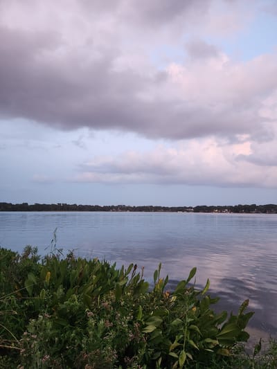 A tranquil scene unfolds across a body of water, likely a lake, in Winter Park, Florida. The water's surface is calm, reflecting the muted hues of the sky. A line of trees forms a dark silhouette along the distant shore, interspersed with a few visible structures, suggesting a developed area. The sky above is a canvas of soft clouds, tinged with purples and pinks, indicating either dawn or dusk. In the foreground, dense green foliage, including broad-leafed plants and smaller flowering shrubs, spills into the frame, bordering the water's edge. The overall impression is one of peaceful natural beauty, potentially captured during the golden hours of the day.