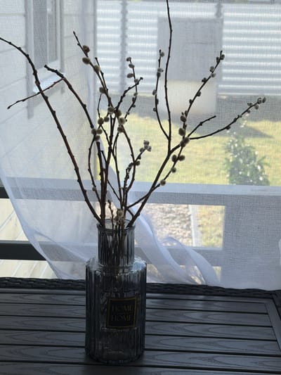 A still life photograph features a glass vase filled with pussy willow branches. The vase is ribbed and dark gray with a gold label that reads "HOME SWEET HOME". It sits on a dark, slatted surface, possibly a table. Behind the vase, sheer white curtains are drawn, and through them, a sunlit outdoor scene is visible, with green grass and a distant tree. The overall impression is one of domestic tranquility. The location of Алешкино Дп, Russia is not discernible from the image itself.