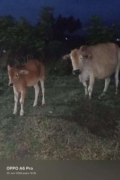 The image captures two cows in an outdoor environment at dusk or night. A larger, tan-colored cow stands on the right, facing slightly to the left and towards the viewer. Its eyes are reflecting light, giving them a bright, almost luminous appearance. On the left, a smaller, reddish-brown calf stands facing the viewer with its mouth slightly open, also exhibiting reflective eyes. Both animals are positioned on a grassy ground. In the background, dark vegetation and trees are visible, with a dark sky overhead. The lighting suggests artificial light sources illuminating the subjects. The bottom of the image displays a watermark indicating the device used, "OPPO A6 Pro," and the date and time, "25 Juni 2026 pukul 19.16." The image was taken in the city of Blangkutacoh, Indonesia.