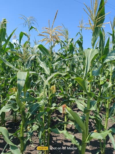 A low-angle shot captures a field of tall green corn stalks under a clear blue sky. The corn plants are densely packed, with some showing tassels and developing ears. The ground beneath them is dark soil. The scene appears to be an outdoor agricultural setting.