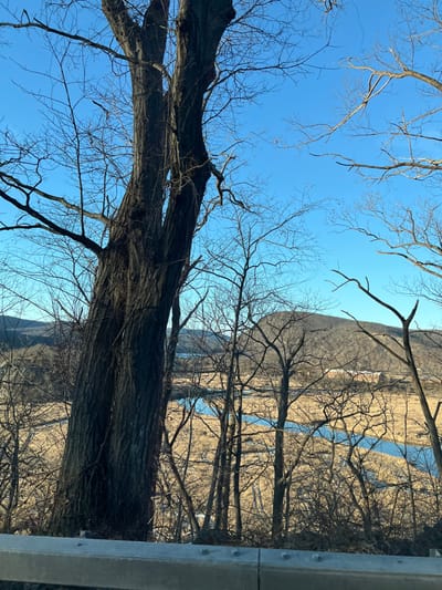 A winter or late autumn landscape is depicted in the Town of Cortlandt, United States of America. The lower foreground features the upper section of a silver metal guardrail. A prominent, large deciduous tree, bare of leaves and possessing dark, deeply furrowed bark, dominates the left-center of the frame, its branches extending into a clear, bright blue sky. Numerous smaller, leafless deciduous trees are distributed across the mid-ground. Beyond these trees, a winding blue river or stream is visible, cutting through an extensive marshland composed of light brown, dry grasses or reeds. Distant hills, sparsely covered with bare trees, form the background. No individuals or specific actions are observed within the scene.