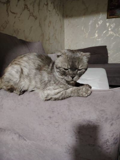 A grey tabby cat with folded ears rests on a plush, grey sofa. The cat's fur exhibits a marbled pattern of light and dark grey. Its eyes are partially closed, and its head is tilted downwards, with one paw resting on the sofa's armrest. The background shows a patterned wallpaper on the wall and another sofa with brown and white cushions. The overall lighting suggests an indoor setting, possibly a living room. There is no information available about the location in the city of Bokhtar, Tajikistan, or any other specific details beyond what is visually present in the image.