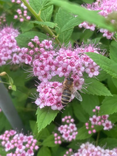 A close-up, slightly out-of-focus shot captures a honeybee resting on a cluster of small, pink flowers. The bee, with its distinctive black and yellow stripes, is positioned in the center-right of the frame, its wings slightly extended. The flowers are delicate, with visible stamens tipped with pink. Green foliage forms the background, creating a natural outdoor setting. The image's focus is on the bee and its immediate surroundings. No specific location within Knevichi, Russia, is discernible from the visual information.