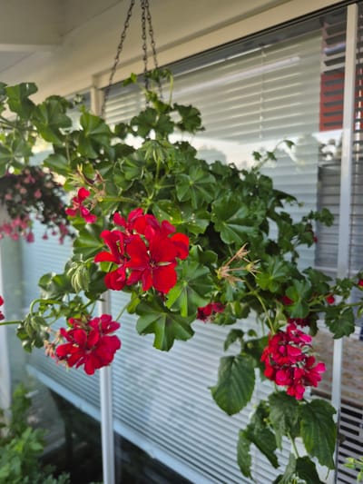 A close-up, eye-level shot shows a hanging basket of red geraniums against a backdrop of white horizontal blinds. The geraniums are vibrant red and green, with clusters of flowers and lush foliage. The blinds, likely on a window or a porch enclosure, are partially illuminated, suggesting daytime. The scene appears to be outdoors, possibly on a balcony or patio, with the faint reflection of greenery visible in the background. The overall impression is one of domestic tranquility and natural beauty.
