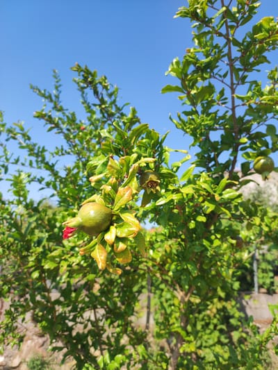 The image shows a pomegranate tree with green fruits and bright red flowers against a clear blue sky. The tree is laden with lush green leaves, and several unripe pomegranates are visible, some still partially enclosed by their calyx. One particularly prominent fruit in the foreground displays a vibrant red flower blooming from its tip. The background reveals a stone wall and some vegetation, suggesting an outdoor setting. The scene is bathed in bright sunlight, indicating a sunny day. The image was captured in Cadalso, Spain. There are no people or animals present.