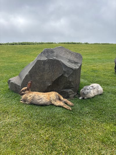 Two rabbits rest near a large, dark gray rock on a green, grassy field. One rabbit is gray and curled up. The other is brown and tan, lying on its side with its legs extended. The sky is overcast. The field appears to extend into the distance.