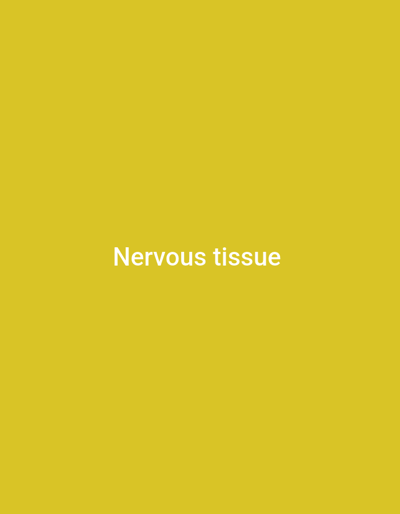 A yellow background fills the frame, with the words "Nervous tissue" displayed in white, centered both horizontally and vertically. The text is simple and unadorned. The overall impression is minimalist and direct, focusing solely on the single phrase against the solid background.
