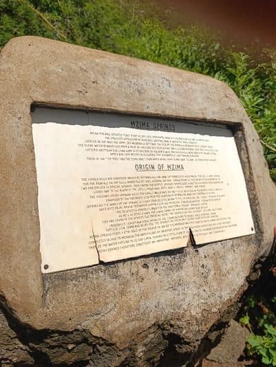 A white rectangular sign, bolted to a large rock, is situated amidst vegetation near Mzima Springs in Tsavo East National Park, Kenya. The sign features black lettering.

Titled "MZIMA SPRINGS," the text identifies Mzima Springs as a unique landscape and the greatest attraction in Tsavo East National Park, located forty kilometers from Mombasa in Southern Kenya. The springs' clear water bubbles out from solidifying lava at the foot of the Yuli Hills. This source, including a 'Top Pool' and Long Pool, was formed by recent volcanic action.

Under the heading "ORIGIN OF MZIMA," the sign details that the Chyulu Hills, composed of volcanic ash and lava, serve as a filter. Water from a prehistoric lake beneath the Yuli Hills is filtered downward through these hills into volcanic zones, becoming Mzima water.

The volcanic banks surrounding the springs boast lush vegetation, supporting baboons, monkeys, warthogs, and buffalo. Wild date palm leaves provide natural shelter, and the meandering springs attract many bird species. Fish are found in the springs and canals, while elephants, buffalo, crocodiles, Jebira, and Crocus use the water for drinking.

Mzima Springs also plays a vital role as a water source, piped to Mombasa since 1956, with water filtered by gravity. The sign concludes by emphasizing that Mzima Springs constitutes an important natural resource and convenience.