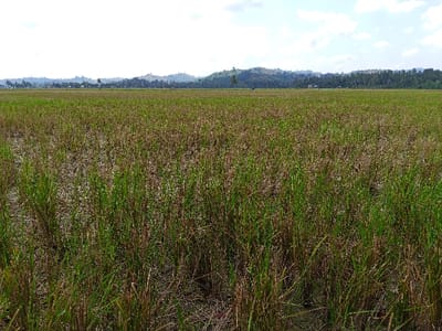 The image displays an expansive agricultural field located in Keudealuerheung, Indonesia. The foreground and midground are dominated by rows of green vegetation, appearing to be regrowth or partially harvested crops, interspersed with dry, cut stalks and exposed dry earth. In the distant midground, a small, dark object, possibly a person or a piece of machinery, is faintly visible. The background consists of a low treeline of dense green foliage, likely tropical trees, followed by undulating hills or low mountains. The sky is a light blue with scattered white clouds, indicating daylight conditions. No immediate human figures or active interactions are discernible in the immediate foreground.