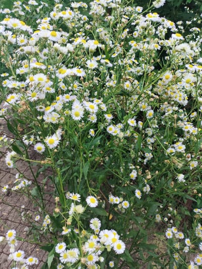 The image depicts a dense cluster of small, white daisy-like wildflowers with yellow centers, growing along a wire fence. The flowers are in various stages of bloom, with some fully open and others still buds. The stems and leaves are a vibrant green, contrasting with the white and yellow of the blossoms. The background consists of more greenery and the blurry texture of soil, suggesting an outdoor setting. A small ladybug is visible on one of the flower stems. The scene appears to be a naturalistic planting or overgrowth, likely in a park or garden area within the city of Saksahan, Ukraine.