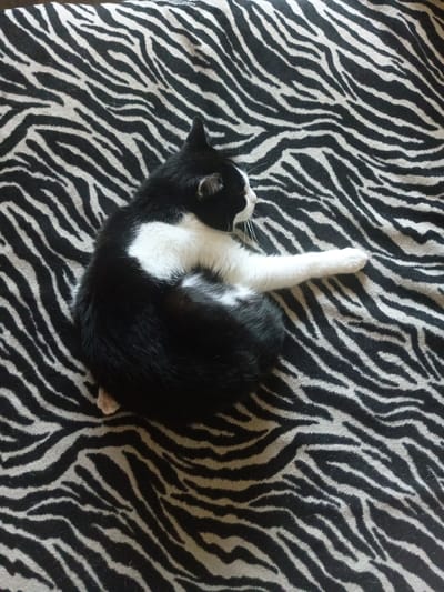 A black and white cat is curled up and sleeping on a zebra-striped blanket. The cat is predominantly black with a white chest and paw. Its head is turned to the side, and its eyes are closed. The blanket has a bold black and white zebra pattern. The image is taken from a top-down perspective. The scene is indoors, with no visible background elements to suggest a specific location within Kuznetsk, Russia.