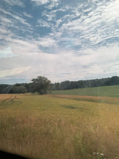 This is a landscape photograph taken in Niederwetz, Germany, depicting a rural scene under a cloudy sky. The foreground is dominated by a field of golden-brown crops, likely wheat or barley, with some green grass interspersed. The field exhibits a slight curve, suggesting a path or the contour of the land. In the middle ground, a large, bushy tree stands prominently to the right of center, casting a shadow. Behind the tree and the field, a dense line of dark green trees forms a forest edge. The sky is a pale blue, filled with a pattern of white, wispy clouds. There are reflections on the surface of what appears to be a window, obscuring parts of the upper left quadrant of the image. No people or animals are visible. The overall impression is one of a tranquil, agrarian landscape on a partly cloudy day.