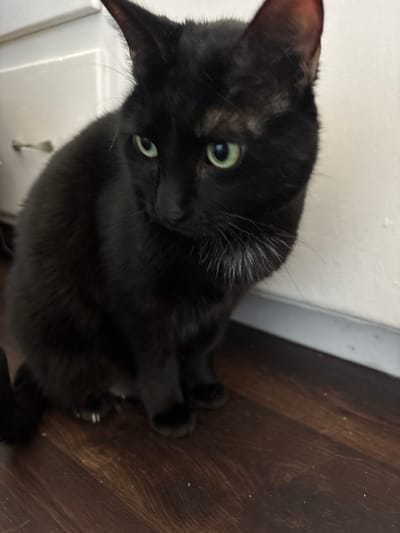 A black cat with green eyes is the central subject. The cat is positioned between a white wall and a dark, wood-look floor. The cat is looking upwards. The location is unknown, but it could be in Seal Beach, United States of America.