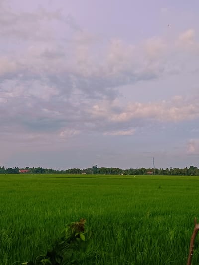 The image depicts a vast, vibrant green rice paddy field under a cloudy sky in Kabat, Indonesia. The field stretches across the foreground and mid-ground, with lush, tall rice stalks creating a dense texture. In the distance, a line of trees forms a natural border, punctuated by the roofs of a few buildings and a tall, slender electricity pylon. The sky above is filled with a mix of pale blue and soft, diffused clouds, tinged with a light purple hue, suggesting either early morning or late evening light. A few small birds are visible as specks in the sky. In the lower right corner, the edge of a rustic wooden post is visible, along with some dark green foliage in the lower left foreground. The overall scene conveys a sense of rural tranquility and agricultural landscape.