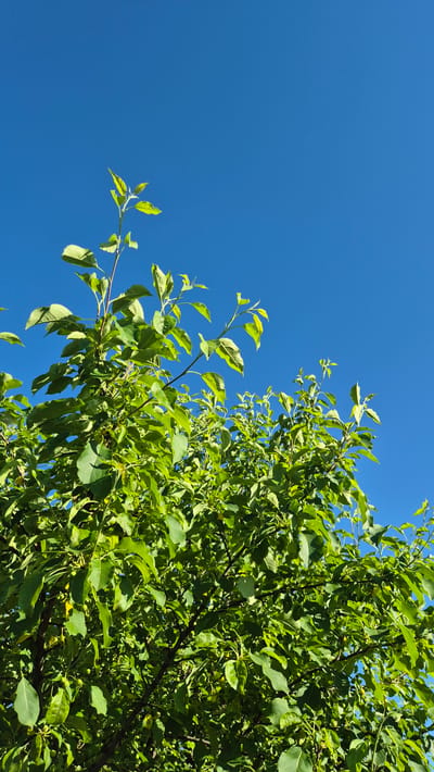 This is a low-angle, vertical, full shot of the upper branches and leaves of a deciduous tree against a clear, bright blue sky. The leaves are a vibrant green, with some lighter green and yellow tinges indicating new growth or sunlight filtering through. The branches are dark brown and create a complex, overlapping pattern within the frame. A few small, round, green fruits are visible amongst the leaves. The scene is set in Bulatovo, Russia, and appears to be a bright, sunny day. There are no people or animals in the image.