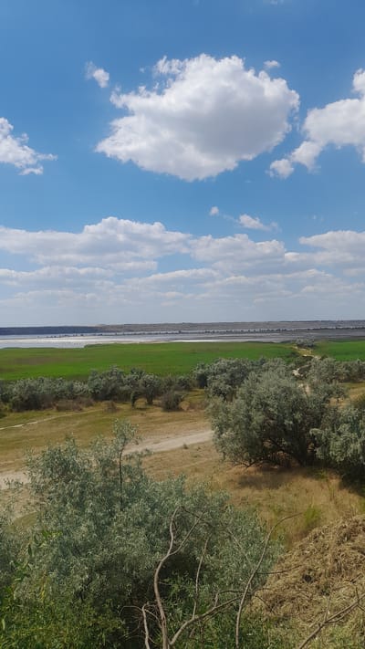 The image shows a wide, panoramic view of a natural landscape under a bright blue sky with scattered white clouds. In the foreground, there are several bushes and trees with silvery-green foliage. A dirt path winds its way through the middle ground, separating areas of dry, yellowish grass from a vibrant green field. Beyond the green field lies a body of water, possibly a lake or estuary, with a faint pinkish hue in places, suggesting salt content. In the distance, a low, sandy horizon stretches across the scene, meeting the sky. The overall impression is of a serene, natural environment, likely in a rural or undeveloped area. The scene appears to be located in or near Korsuntsi, Ukraine.