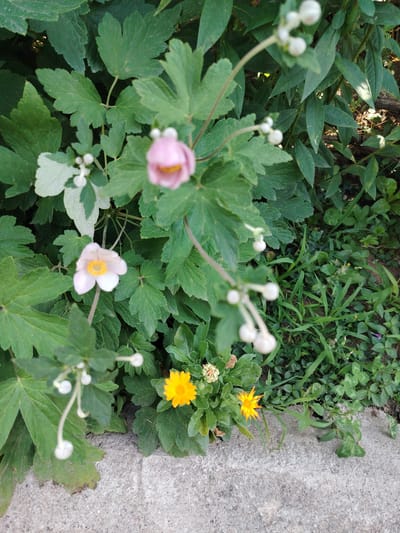 In Tavaksay, Uzbekistan, a close-up, outdoor photograph captures a vibrant garden scene. The foreground features a rough, gray concrete path, its texture clearly visible. Adjacent to the path, lush green foliage forms a dense backdrop. Among the leaves, several delicate flowers are in bloom. Two pale pink anemone flowers with yellow centers are prominent, one slightly blurred in the upper center and another clearer one in the middle left. Several white, spherical buds on thin stems also dot the scene. To the right and lower, a cluster of bright yellow marigold flowers adds a splash of color. The overall impression is one of natural beauty and growth in an urban garden setting.