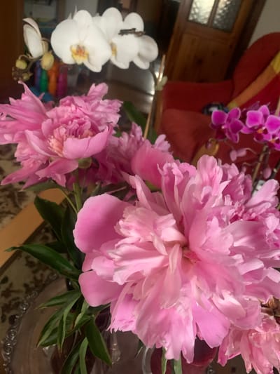 The image depicts a close-up view of a bouquet of pink peonies and orchids. The peonies are large and ruffled, with a delicate pink hue. The orchids are smaller and a vibrant fuchsia color. The flowers are arranged in a vase, which is partially visible at the bottom of the frame. In the background, a red armchair and wooden furniture are visible, suggesting an indoor setting. The lighting is soft, creating a warm and inviting atmosphere. There are no people present in the image. The scene is likely from a home or a floral shop. The location in the city of Gargždai, Lithuania is not discernible from the image itself.