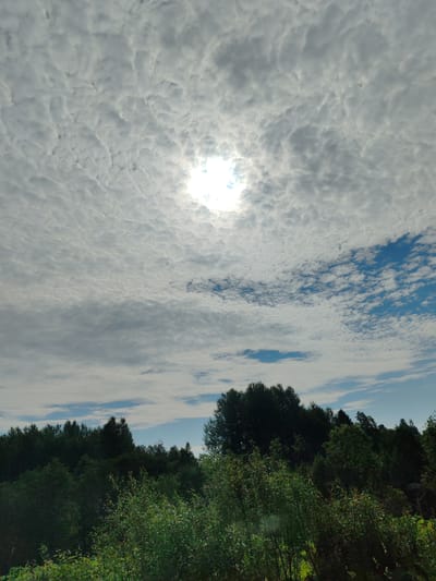 The image depicts a daytime outdoor scene with a sky dominated by textured, undulating white and gray clouds. The sun is partially visible through a gap in the clouds, creating a bright, luminous effect in the upper center of the frame. Patches of blue sky are visible between the clouds, particularly in the upper right and lower center. The lower portion of the image features a dense treeline of dark green foliage, with a mix of trees and smaller bushes in the foreground. The vegetation appears lush and vibrant. The scene is a natural landscape, likely a rural or undeveloped area, given the absence of any man-made structures or human activity. The location is identified as in the city of Pazhga, Russia.