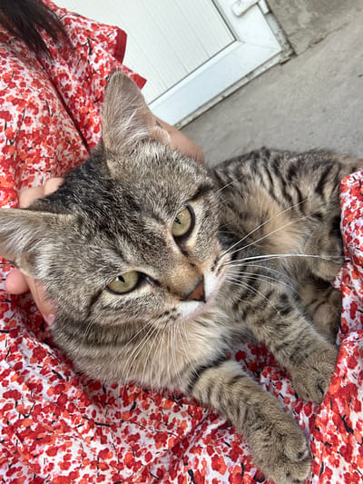 A tabby cat is cradled in someone's arms, lying on a floral-patterned fabric. The cat has green eyes and white whiskers. The location is Манкент, Kazakhstan. A portion of a white door or window frame is visible in the background.